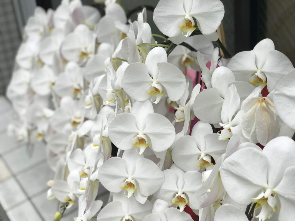 開店祝いにおすすめのお花